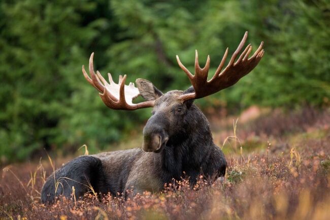 moose on meadow