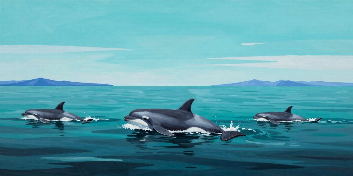 Narwhal Rise