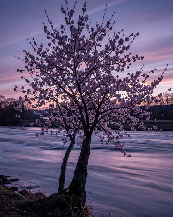 Dusk Bloom