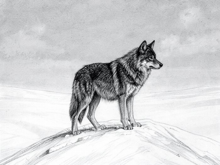 Winter Watch II