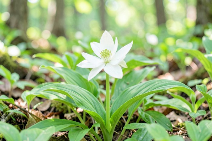 Trillium Bloom
