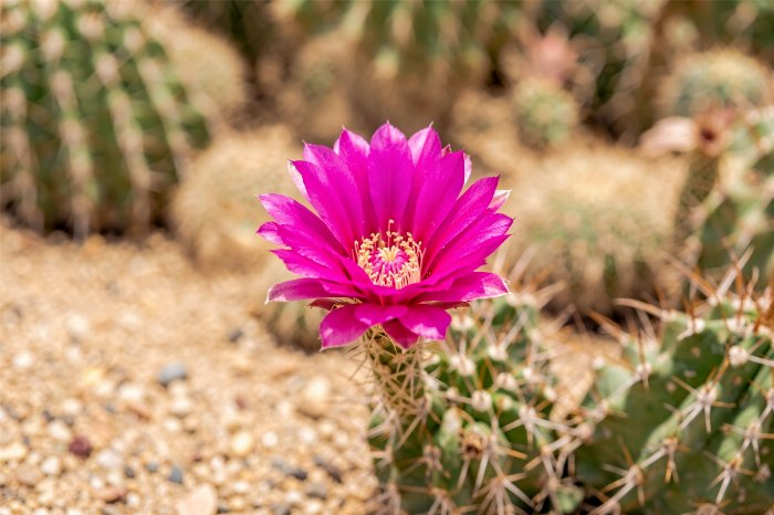 Desert Bloom