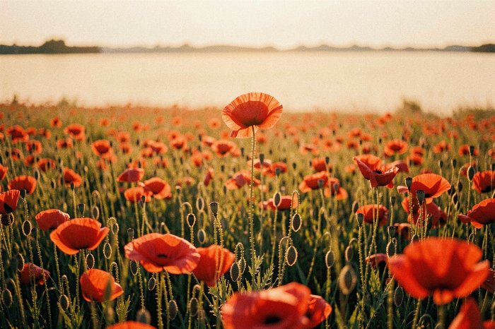 Poppy Gold