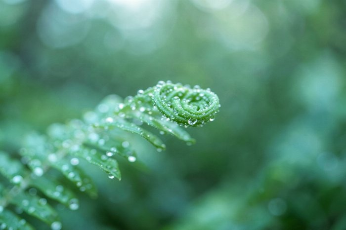 Dew Frond II