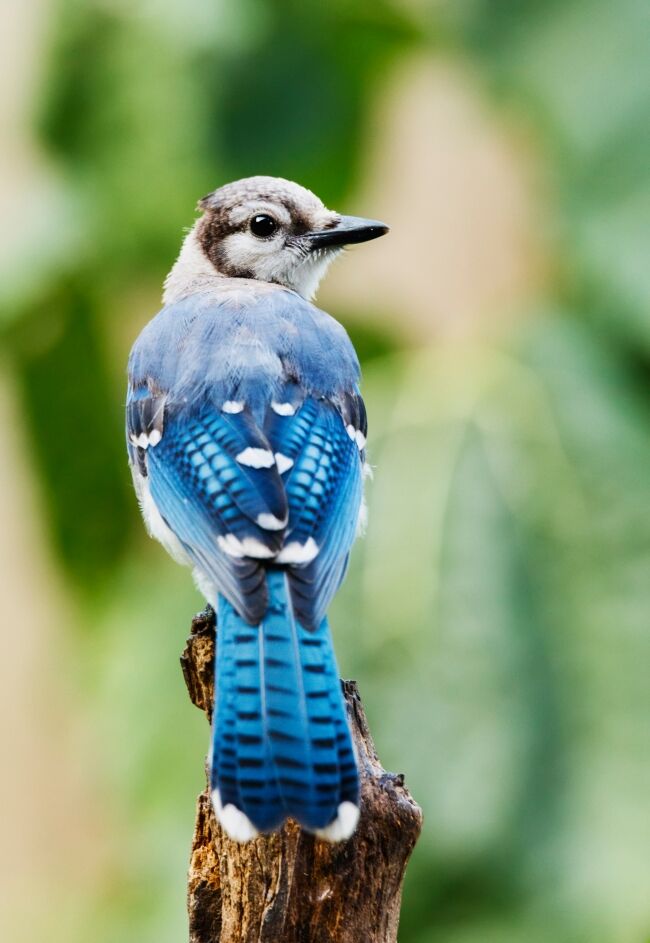Blue jay bird