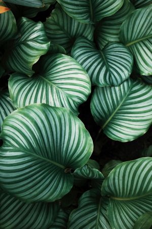 Verdant Foliage Fantasy