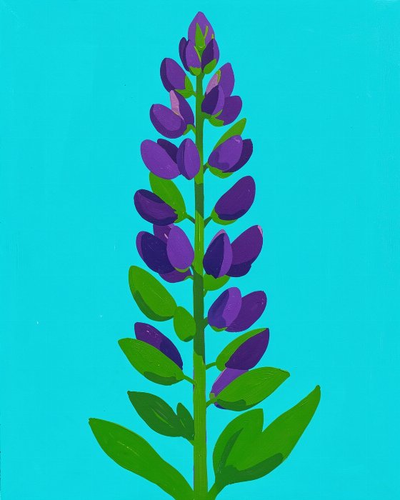 Lupin Field