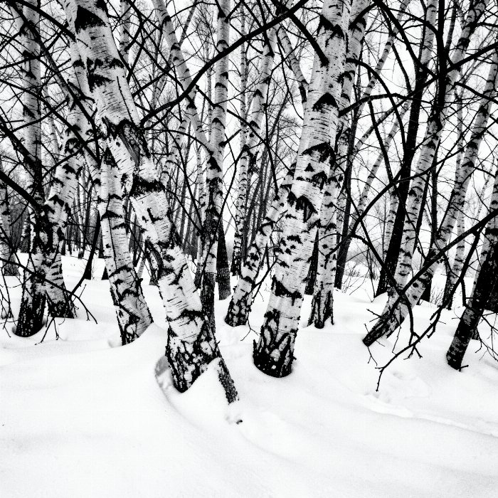Snow Stand