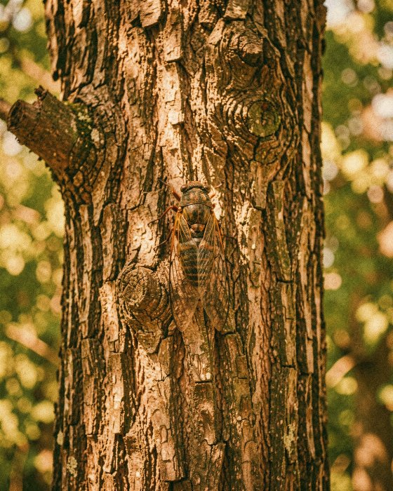 Cicada Song