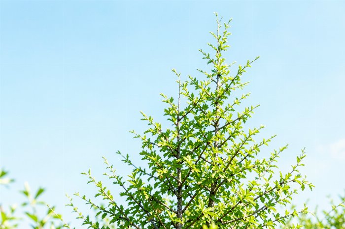 Yukon Birch