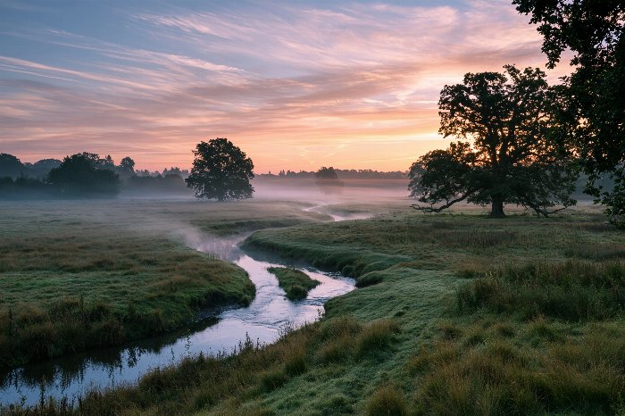 Meadow Dawn