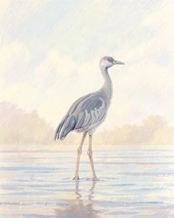 Pale Wading