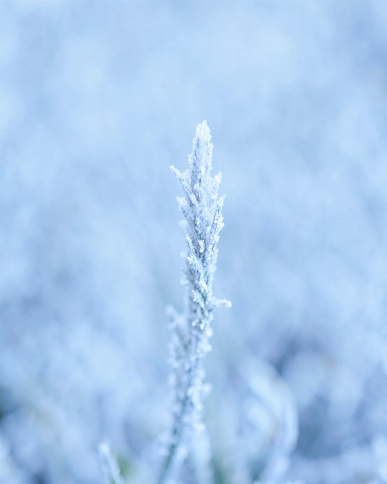 Frost Blade II