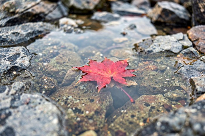 Pooled Autumn
