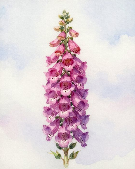 Violet Stems