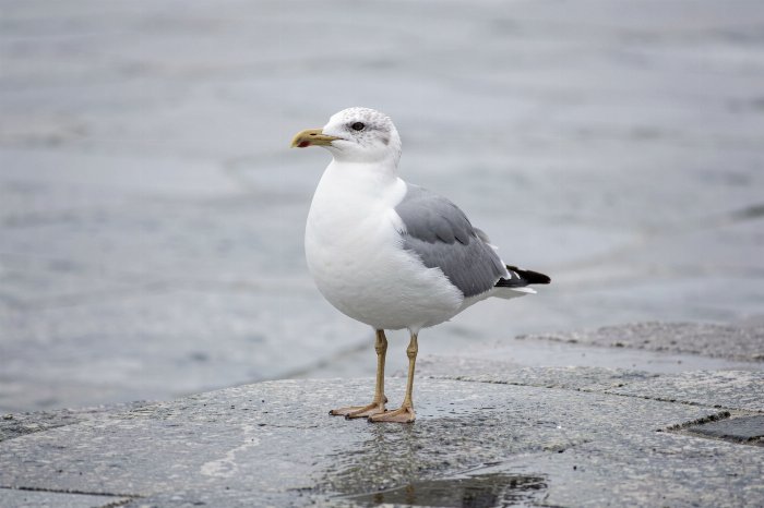 Ledge Rest