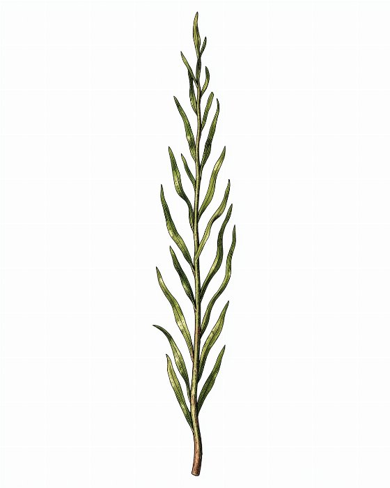 Kelp Study