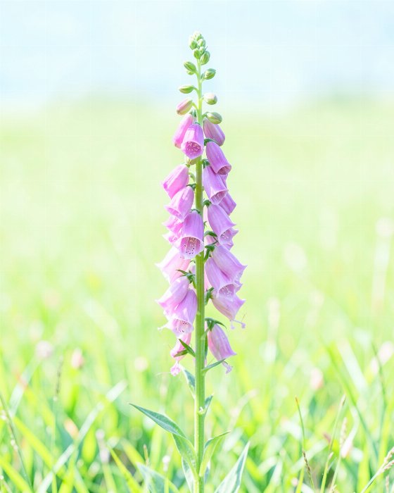 Meadow Bells