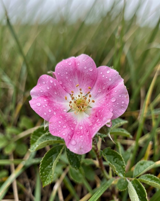 Wild Rose