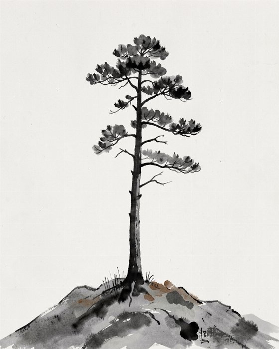 Solitary Pine