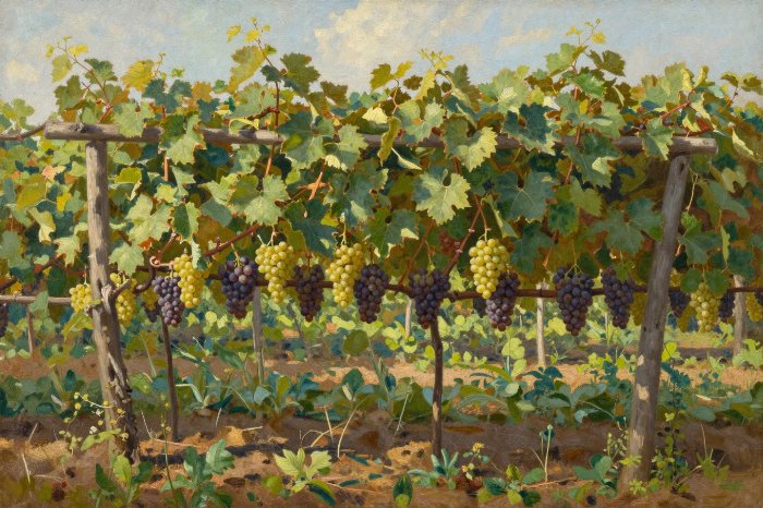Morning Vine
