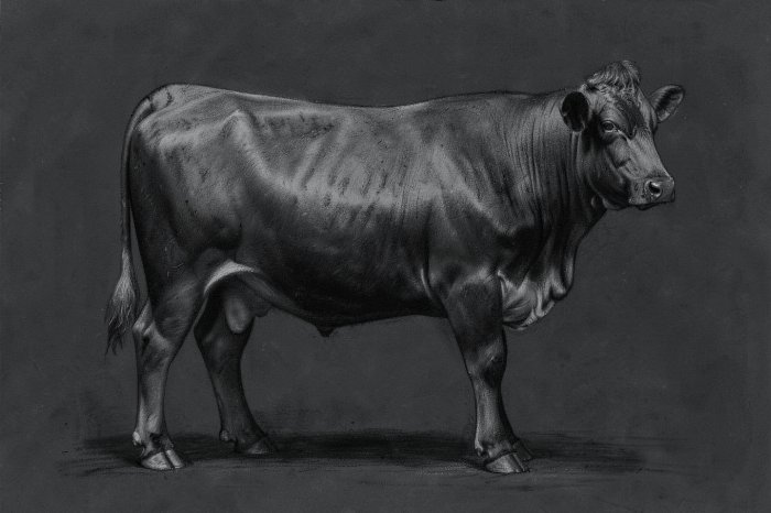 Charcoal Cow