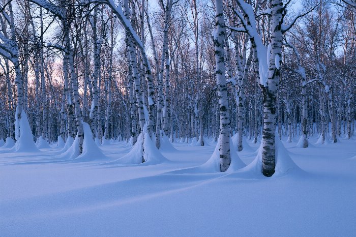 Birch Dusk