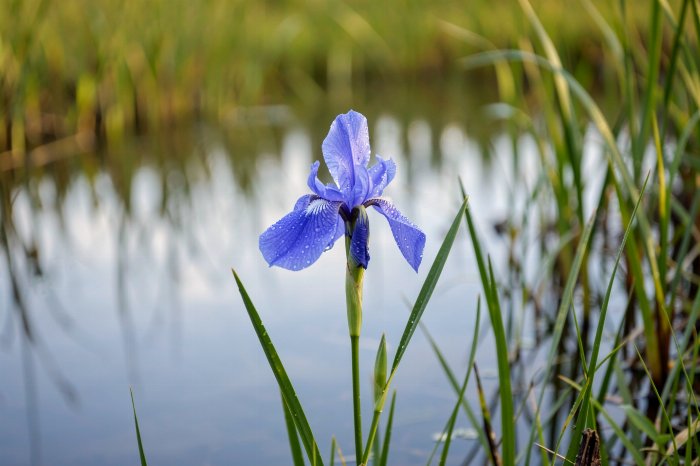 Blue Flag