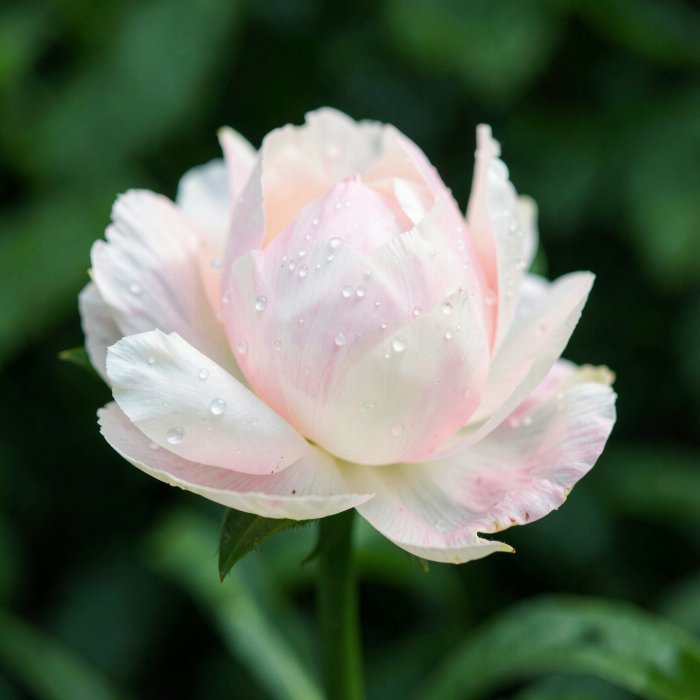 Cream Petals