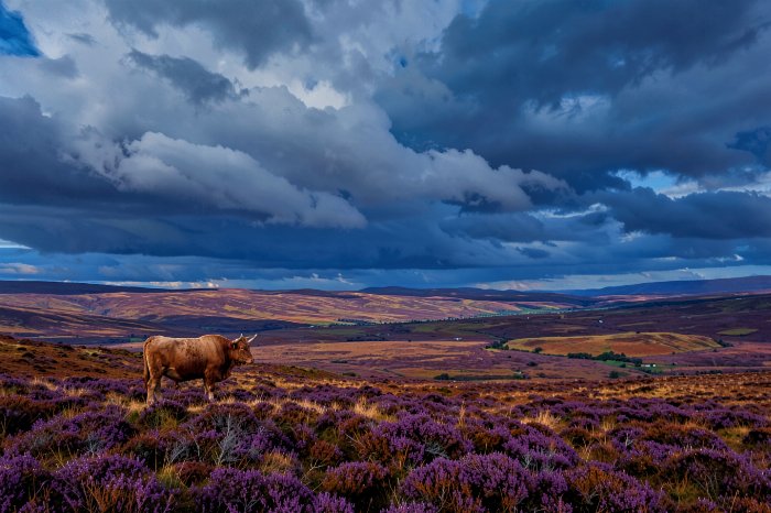 Moorland Monarch