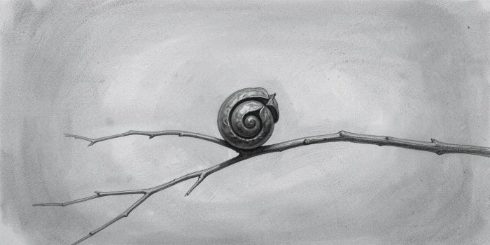 Seed Pod