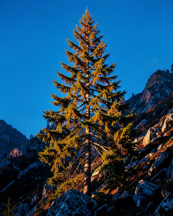 Larchlight