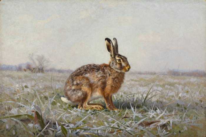 Winter Hare