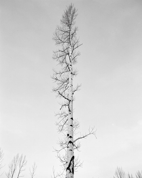 Aspen Stand