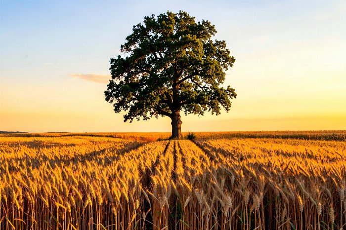 Golden Stalk