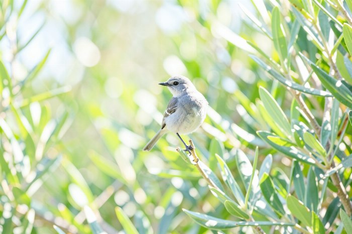 Fantail Light