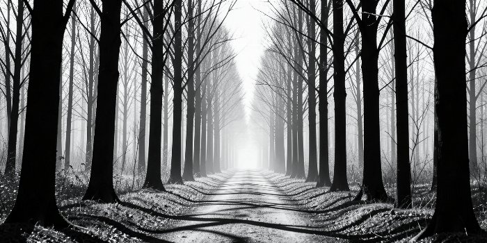 Forest Passage
