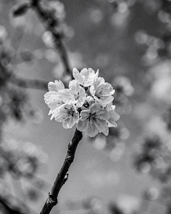 Blossom Study