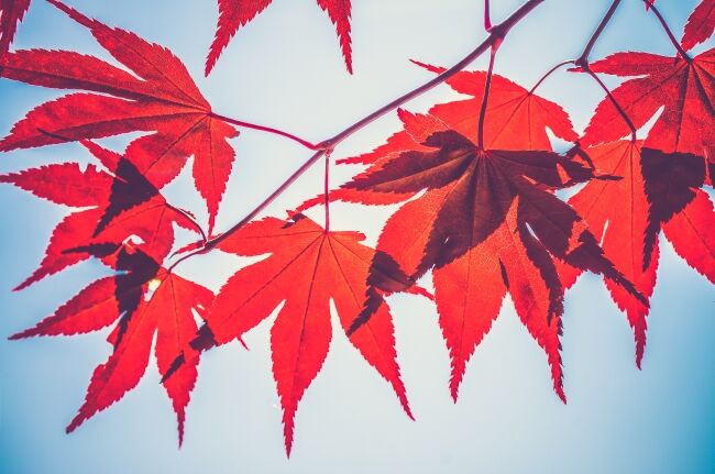 Maple leaves