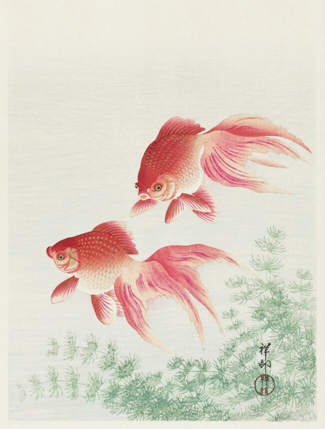 Two veil goldfish