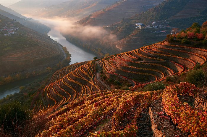 Douro Mist