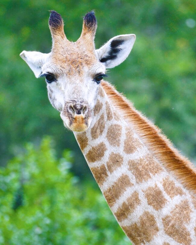 Giraffe Face
