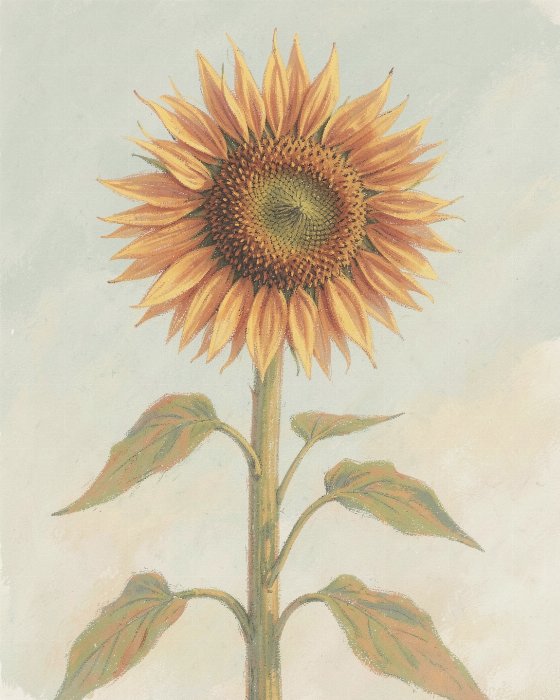 Pastel Sunflower