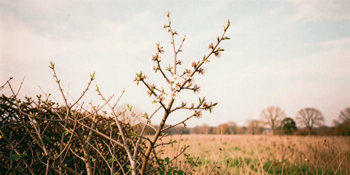 Hawthorn Field
