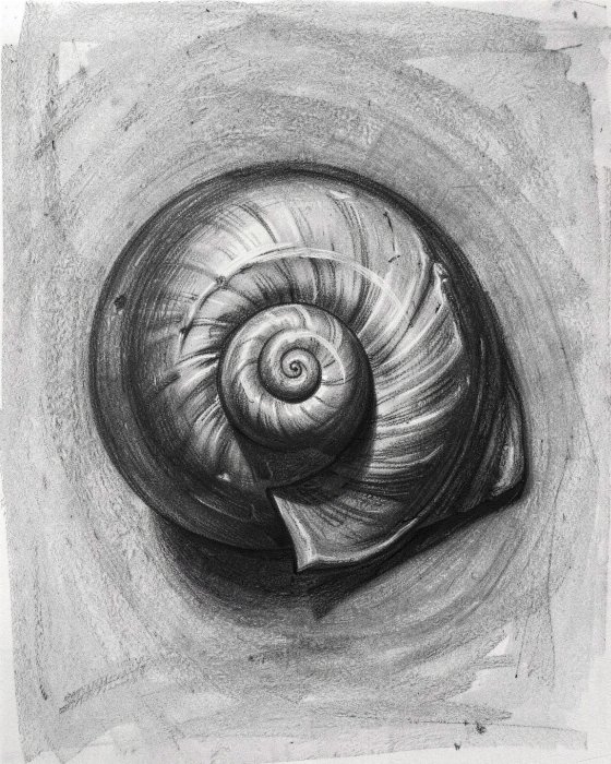 Coiled Shell
