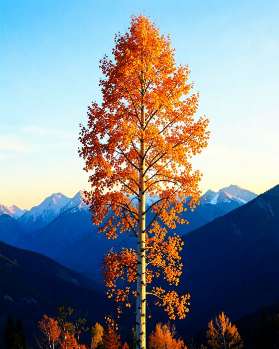 Aspen Fire