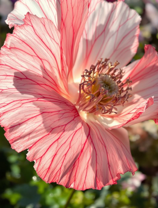 Petal Glow