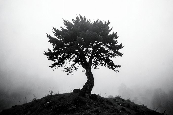 Cypress Mist