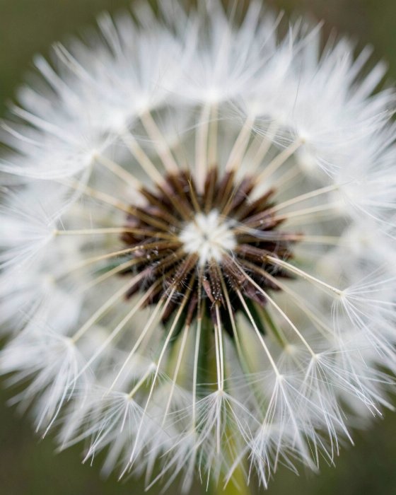 Seed Globe