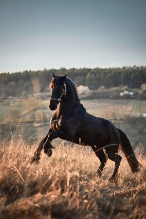 Graceful Equine Elegance